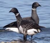 Brant Wildlife Festival