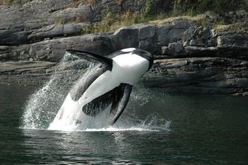 (Orca) Whale Watching Safari