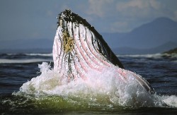 Whale Watching in Clayoquot Sound