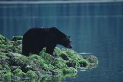 Bear Watching in Clayoquot Sound
