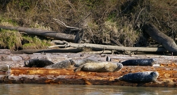 The Fraser River Safari-round trip