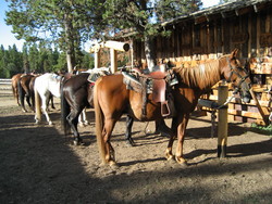 Horseback Riding