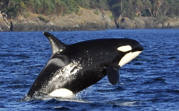 3.5hr Whale Watching Eco-Tour