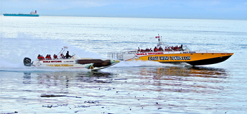 3.5hr Marine Wildlife Eco-Tour