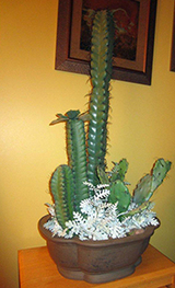 1 Bedroom �Mexican Habanero� Cottage