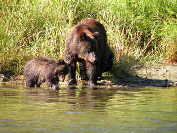 Grizzly Bear Tours in Bella Coola Canada