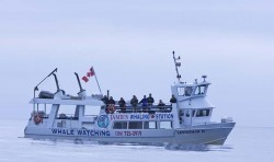 Whale Watching