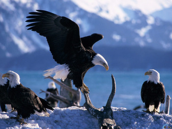 Bald Eagle Viewing Packages