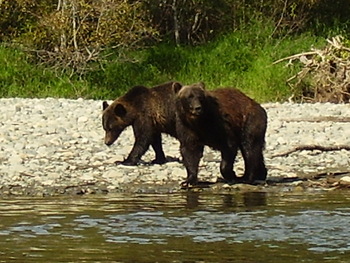 Grizzly Bear Viewing