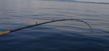 Halibut and Salmon Sports fishing 5hrs