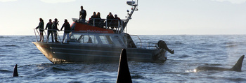 Tofino Whale Watching Tours