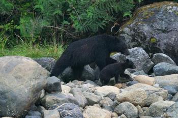 Tofino Bear Watching Tours