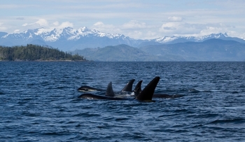 Orcas & Grizzlies Wildlife Tour