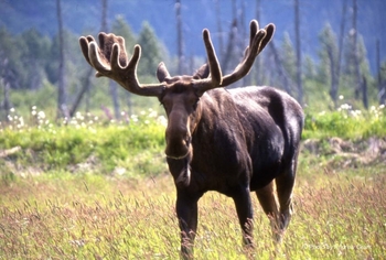 The Rocky Mountain Wildlife Tour