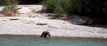 Stay and Play Package - Grizzly Bear Viewing Expedition