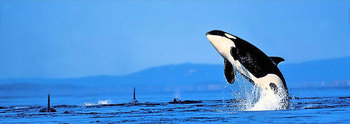 The Oak Bay Beach House Whale watching Package