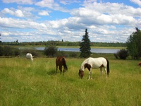 Chrome Heart Ranch, 100 Mile House