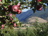 Spencer Hill Orchard and Gallery , Crystal Morrison, Grand Forks