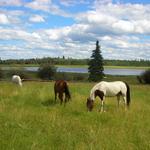 Chrome Heart Ranch, 100 Mile House