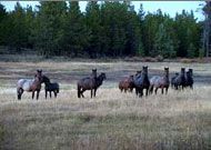 FoNV - Friends of the Nemaiah Valley, Victoria