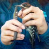 Introductory Bird Monitoring and Banding Workshop