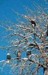 Bald Eagle Viewing in  Brackendale