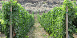 Vineyards/Winery