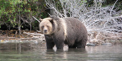 Bear Viewing