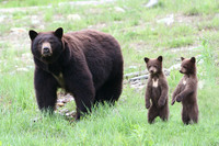 Get Bear Smart Society, Whistler