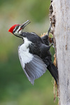 Willcox Wildlife Photography, Ted & Coralie Willcox, Gabriola Island