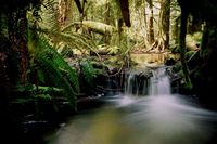 Earth Garden Photography, Mickey Udal, Gabriola Island