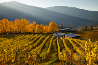 Meyer Family Vineyards, JAK  Meyer, Okanagan Falls