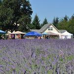 Cowichan Valley Lavender Labyrinth & Farm, Christopher Carruthers, Cowichan Valley