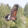 The Raptors are now flying at Church and State Vineyard!