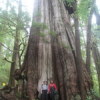 Ecotour Excursion to the Carmanah Valley and the Cheewhat Cedar (largest Red Cedar in the world)