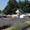 Cowichan Valley Lavender Labyrinth and Arts Festival