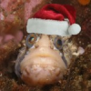 Merry Fishmas