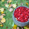 Cranberry Festival at the Fort Langley National Historic Site 