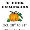 U-Pick Pumpkins at Providence Farm