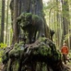 Rally for Ancient Forests and BC Jobs
