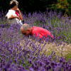 Cowichan Valley Lavender and Arts Festival
